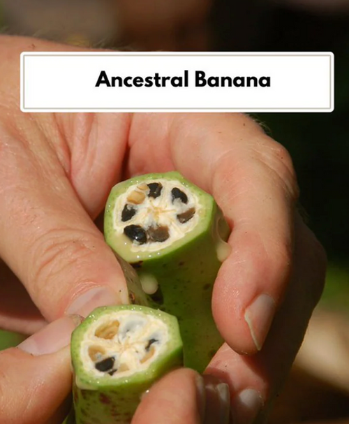 Ancestral Banana