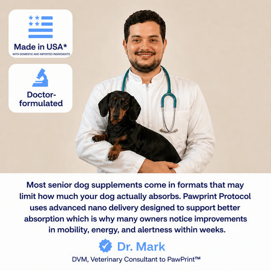 The Science-Backed Protocol to Boost Dog Health Span