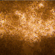 Vitamin D3 ingredient image
