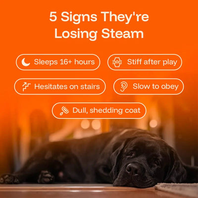 The Science-Backed Protocol to Boost Dog Health Span