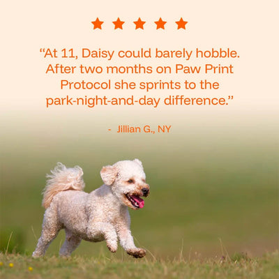 The Science-Backed Protocol to Boost Dog Health Span