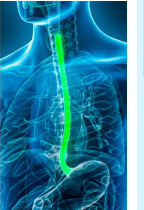 Esophagus anatomy diagram