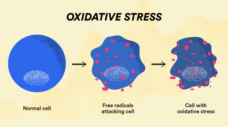 Oxidative Stress Diagram