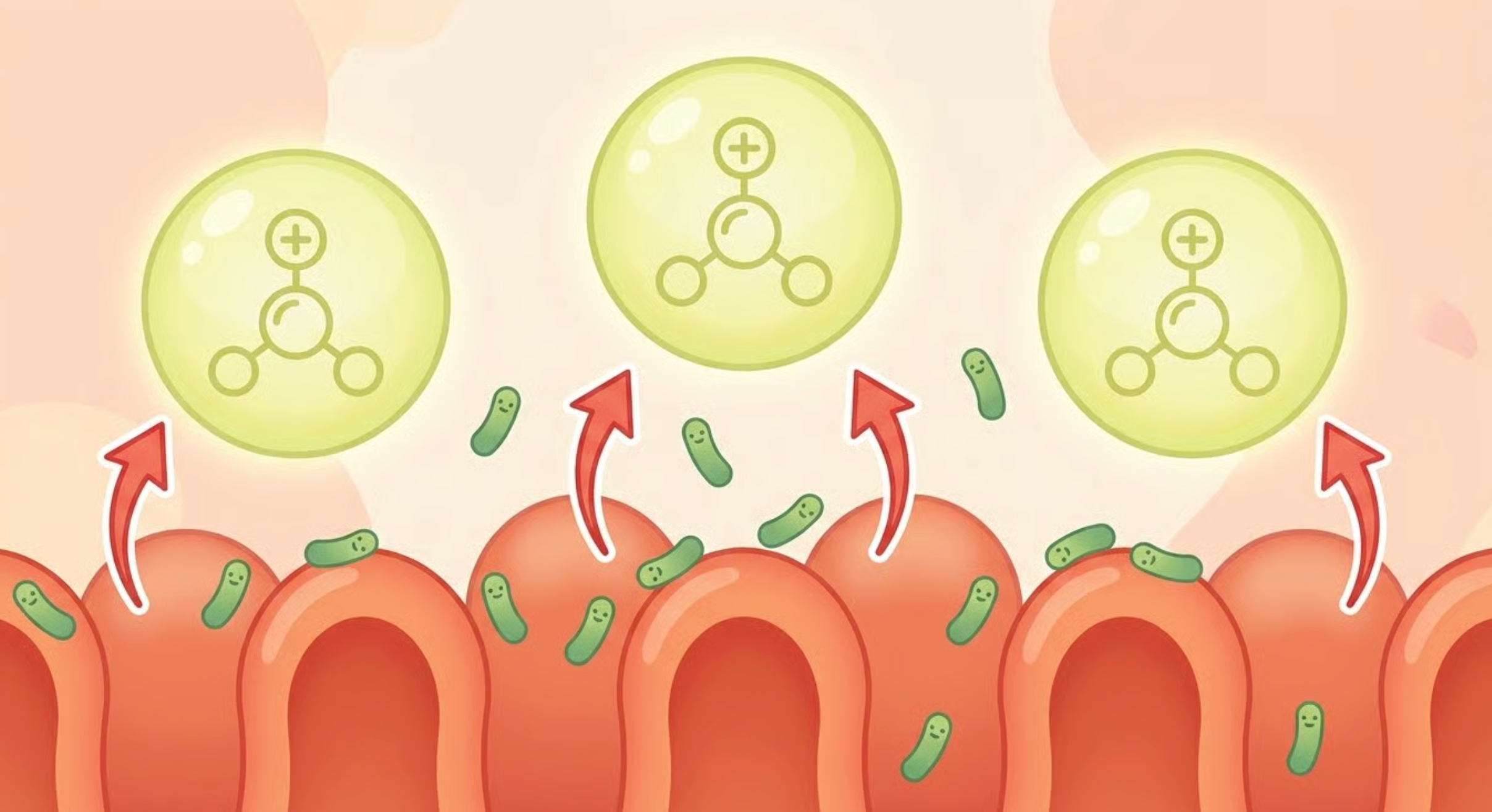 Gut healing mechanism illustration