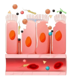 Healing Gut
