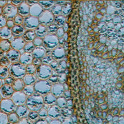 Vitamin K2 ingredient image
