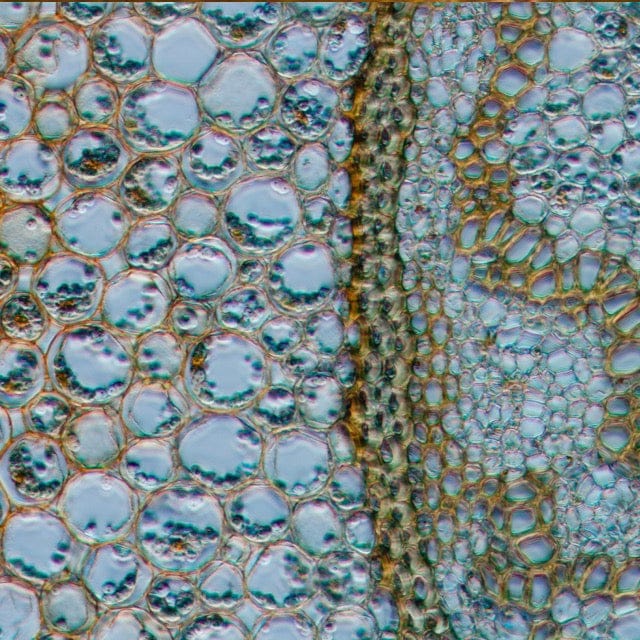 Collagen synthesis background