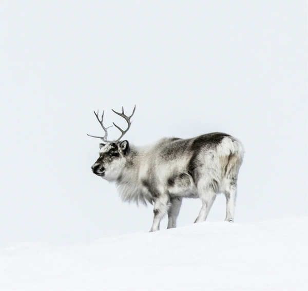 5. Reindeers Thrive in -40F where Cattle Wouldn't Survive