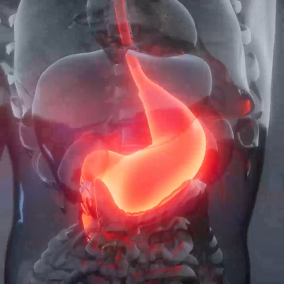 Stomach anatomy
